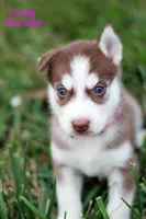 Koda, a female Siberian Husky for sale in Hartly, DE – 5 of 6