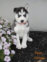 Piper , a female Siberian Husky for sale in Hartly, DE – 4 of 7