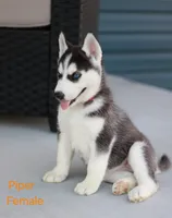 Piper , a female Siberian Husky for sale in Hartly, DE – 2 of 7
