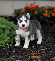 Piper , a female Siberian Husky for sale in Hartly, DE – 6 of 7