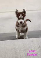 Koda, a female Siberian Husky for sale in Hartly, DE – 3 of 6
