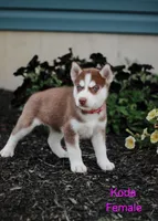 Koda, a female Siberian Husky for sale in Hartly, DE – 4 of 6