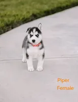 Piper , a female Siberian Husky for sale in Hartly, DE – 5 of 7