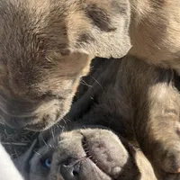 Bougie, a female Cane Corso for sale in Lancaster, CA – Photo 5 of 10