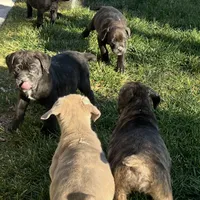 Bougie, a female Cane Corso for sale in Lancaster, CA – Photo 6 of 10