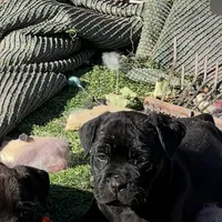 Bougie, a female Cane Corso for sale in Lancaster, CA – Photo 8 of 10