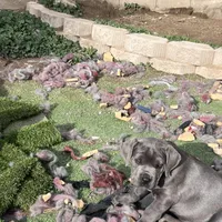 Bougie, a female Cane Corso for sale in Lancaster, CA – Photo 10 of 10