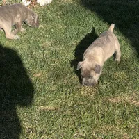 Bougie, a female Cane Corso for sale in Lancaster, CA – Photo 7 of 10