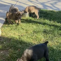 Bougie, a female Cane Corso for sale in Lancaster, CA – Photo 3 of 10
