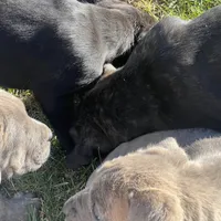 Bougie, a female Cane Corso for sale in Lancaster, CA – Photo 2 of 10