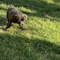 Bougie, a female Cane Corso for sale in Lancaster, CA – Photo 1 of 10