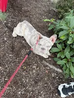 Chrome Hearts, a female French Bulldog for sale in Olympia, WA – 2 of 2