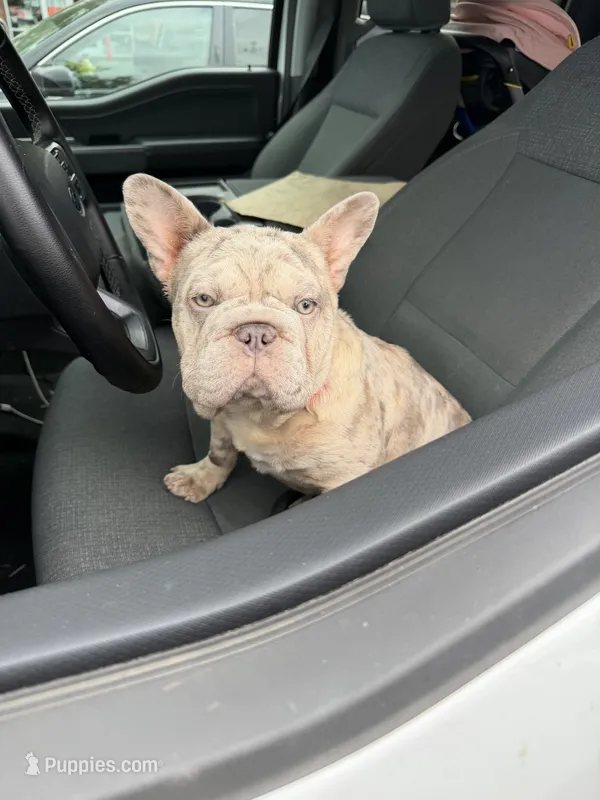 Chrome Hearts – French Bulldog puppy for sale in Olympia, WA