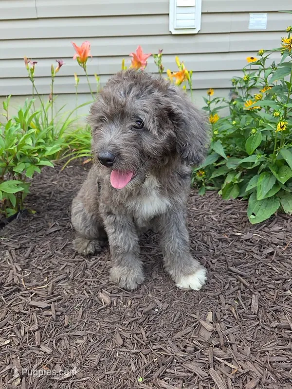 Daisy – Aussiedoodle puppy for sale in Salisbury, PA