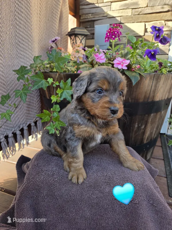 Preston – Aussiedoodle puppy for sale in Salisbury, PA