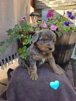 Preston, a male Aussiedoodle for sale in Salisbury, PA – 1 of 1