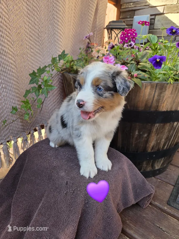 Lilly – Australian Shepherd puppy for sale in Salisbury, PA