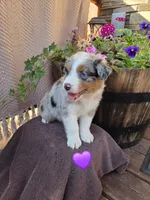 Lilly, a female Australian Shepherd for sale in Salisbury, PA – 1 of 1