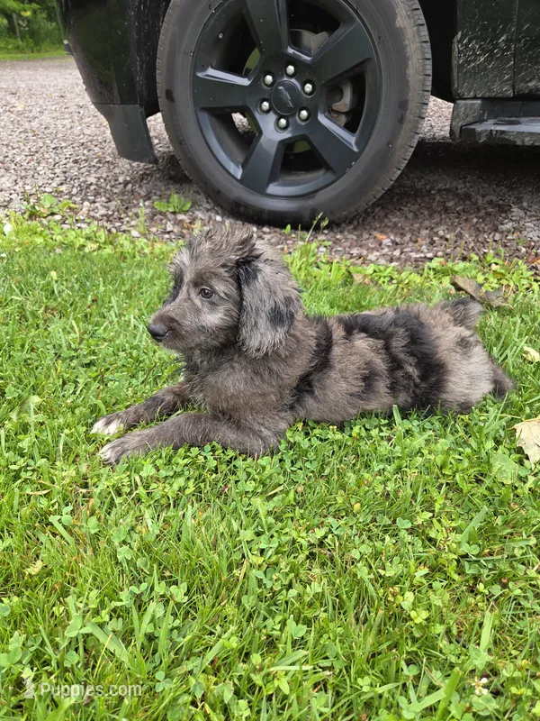 Remington – Aussiedoodle puppy for sale in Salisbury, PA