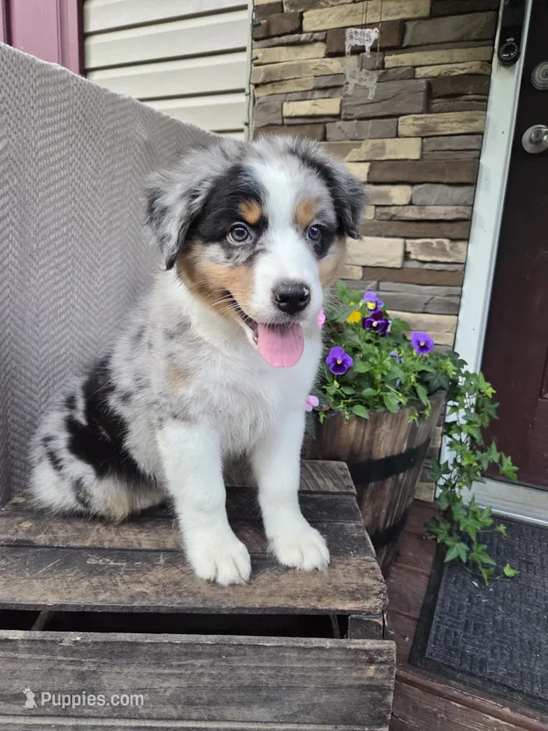 Randal – Australian Shepherd puppy for sale in Salisbury, PA