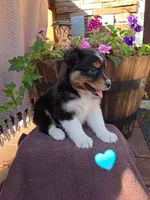 Cocoa, a male Australian Shepherd for sale in Salisbury, PA – 1 of 2