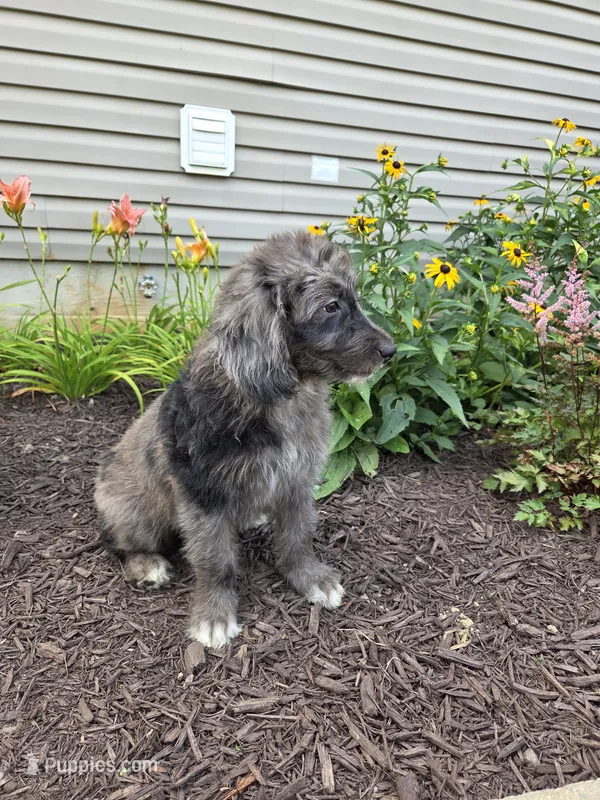 Remington – Aussiedoodle puppy for sale in Salisbury, PA