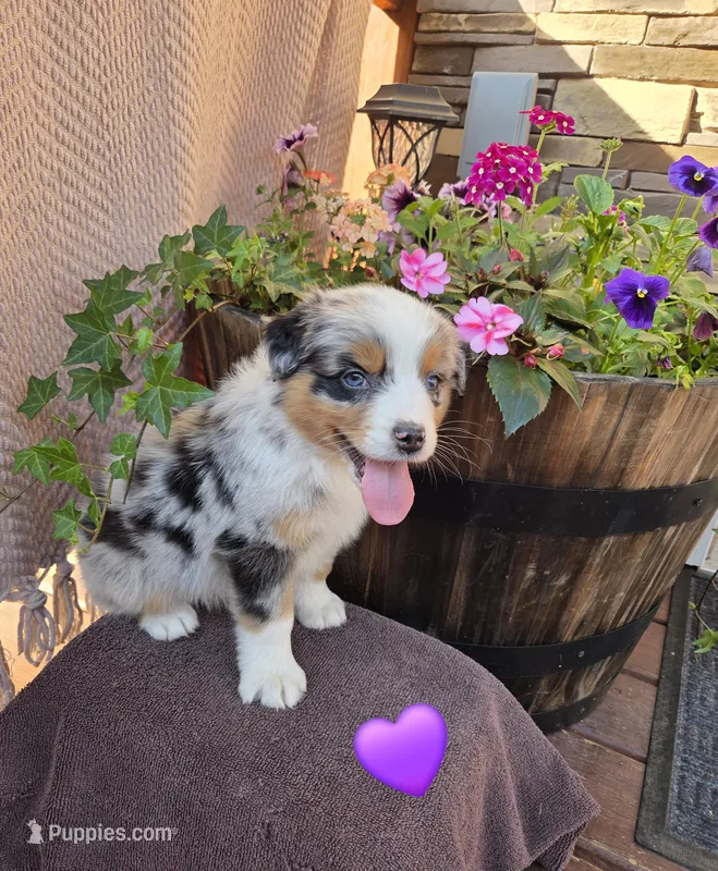 Milly – Australian Shepherd puppy for sale in Salisbury, PA