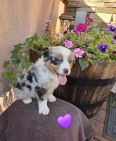 Milly, a female Australian Shepherd for sale in Salisbury, PA – 1 of 1