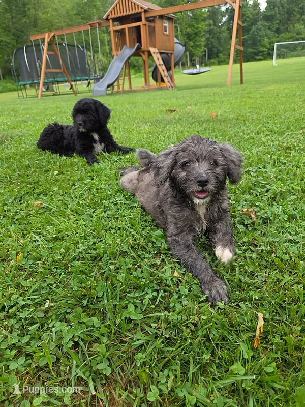Daisy – Aussiedoodle puppy for sale in Salisbury, PA