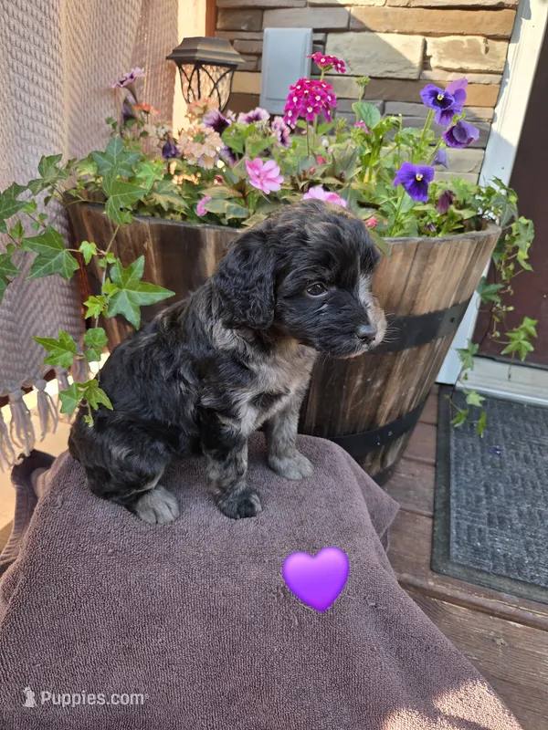Sugar – Aussiedoodle puppy for sale in Salisbury, PA