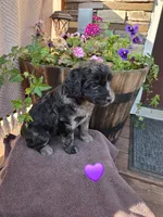 Sugar, a female Aussiedoodle for sale in Salisbury, PA – 1 of 1