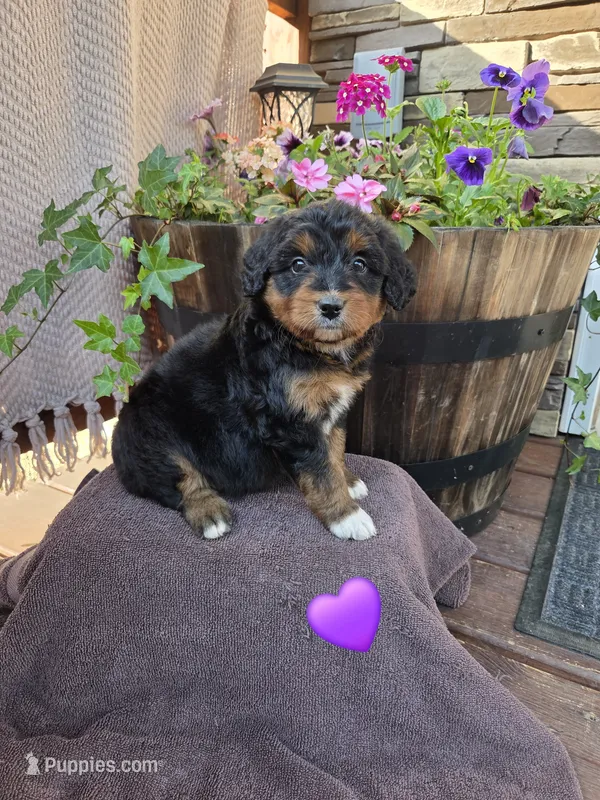 Bobo – Aussiedoodle puppy for sale in Salisbury, PA