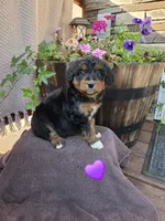 Bobo, a female Aussiedoodle for sale in Salisbury, PA – 1 of 1