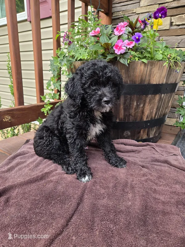 Tom – Aussiedoodle puppy for sale in Salisbury, PA