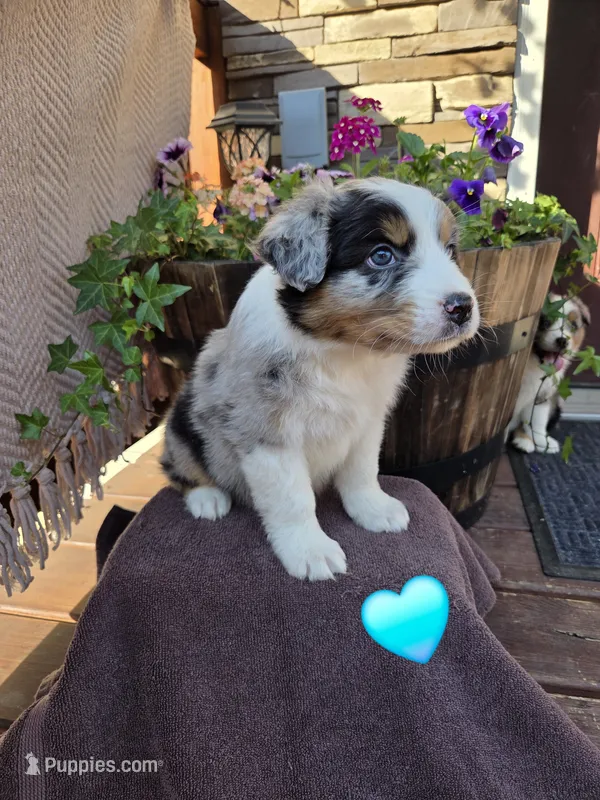 Randal – Australian Shepherd puppy for sale in Salisbury, PA