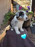Randal, a male Australian Shepherd for sale in Salisbury, PA – 1 of 1