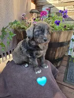Remington, a male Aussiedoodle for sale in Salisbury, PA – 1 of 1