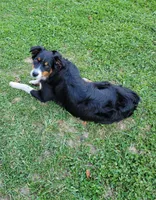 Cocoa, a male Australian Shepherd for sale in Salisbury, PA – 2 of 2