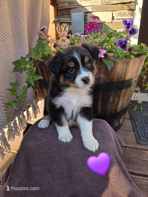 Biscuit – Australian Shepherd puppy for sale in Salisbury, PA