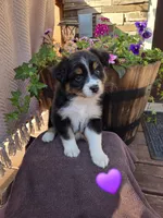 Biscuit, a female Australian Shepherd for sale in Salisbury, PA – 1 of 1