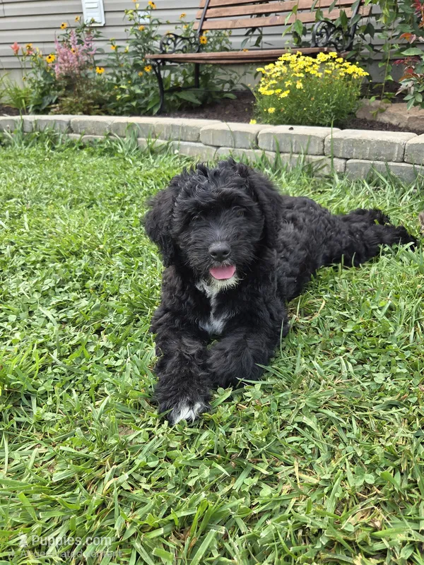 Tom – Aussiedoodle puppy for sale in Salisbury, PA