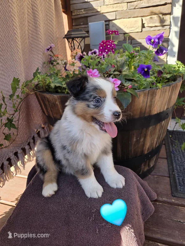 Cheesy – Australian Shepherd puppy for sale in Salisbury, PA