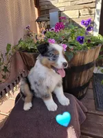 Cheesy, a male Australian Shepherd for sale in Salisbury, PA – 1 of 1