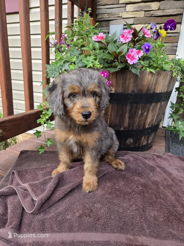 Preston – Aussiedoodle puppy on hold in Salisbury, PA