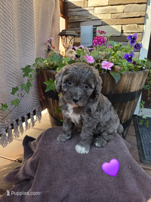 Daisy – Aussiedoodle puppy for sale in Salisbury, PA