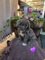 Daisy, a female Aussiedoodle for sale in Salisbury, PA – 1 of 1