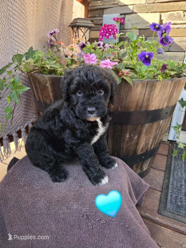 Tom – Aussiedoodle puppy for sale in Salisbury, PA