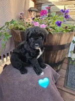 Tom, a male Aussiedoodle for sale in Salisbury, PA – 1 of 1