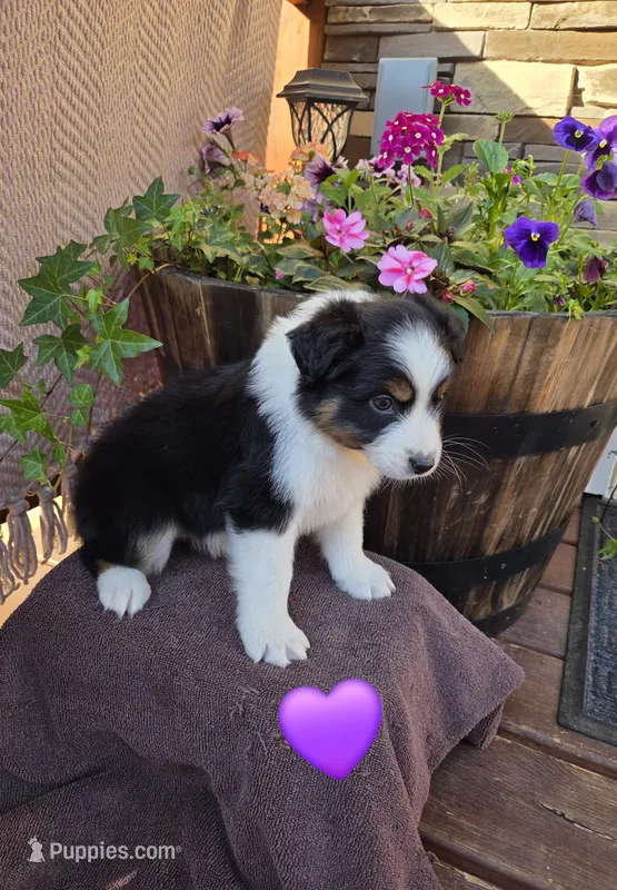 Cocoa Bomb – Australian Shepherd puppy for sale in Salisbury, PA