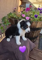 Cocoa Bomb, a female Australian Shepherd for sale in Salisbury, PA – 1 of 1